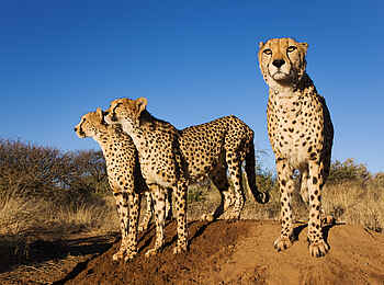 Naankuse Lodge: Geparden in der Savanne Naankuse Lodge: Geparden in der Savanne