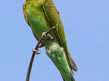 Nehimba Lodge: Bunte Vogelwelt: Blauwangenspint Nehimba Lodge: Bunte Vogelwelt: Blauwangenspint