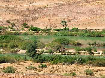 Okahirongo River Camp: Vegetation am Flussufer Okahirongo River Camp: Vegetation am Flussufer