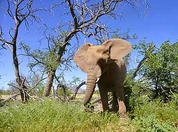 Onduli Ridge Camp: Elefantenbulle