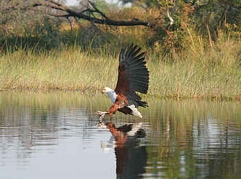 Pom Pom Camp: Jagender Fischadler Pom Pom Camp: Jagender Fischadler