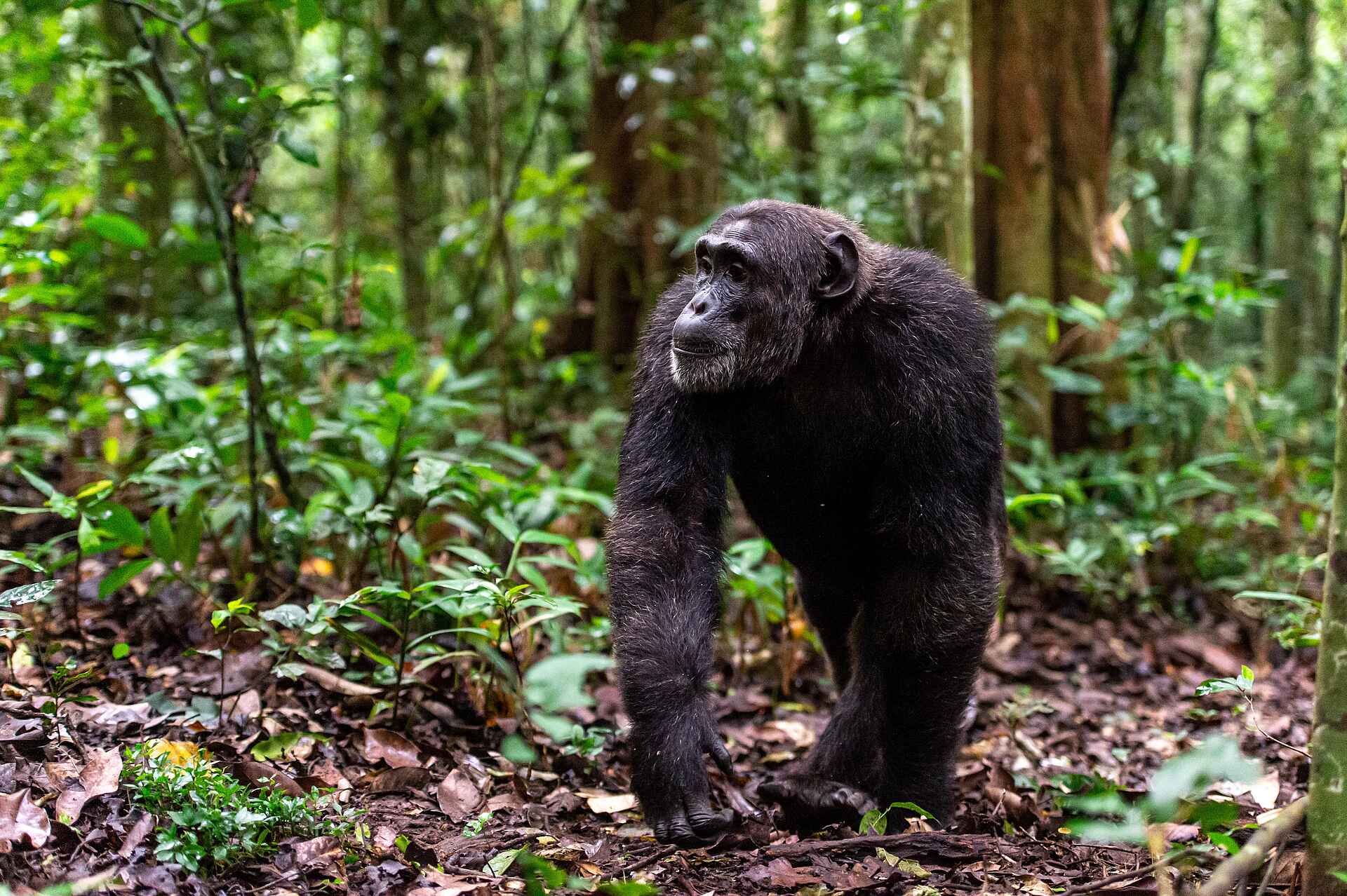 Primate Lodge Kibale: Ein Schimpanse