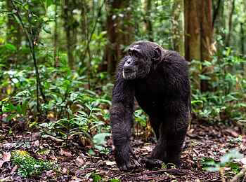 Primate Lodge Kibale: Ein Schimpanse