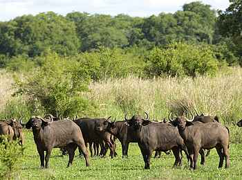 Robin Pope River Journeys: Büffel