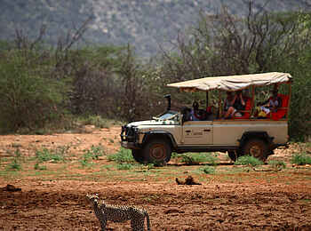 Saruni Samburu: Pirschfahrt mit Gepard