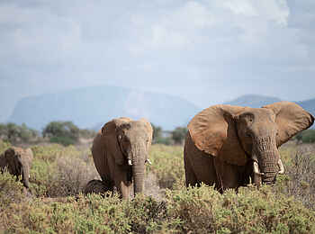 Sasaab Camp: Elefanten Sasaab Camp: Elefanten