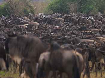 Serian Camp: Gnuherde