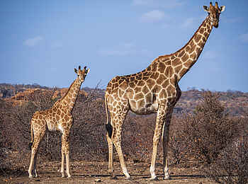 Tuli Safari Lodge Mashatu: Giraffen