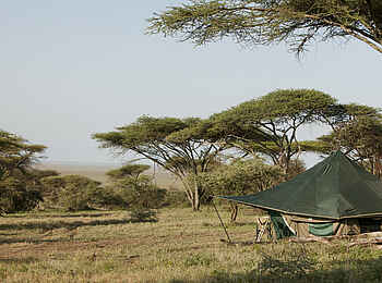 Wayo Nabi Green Camp: Gästezelt Wayo Nabi Green Camp: Gästezelt