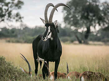 Bushman Plains Camp: Rappenantilope Bushman Plains Camp: Rappenantilope