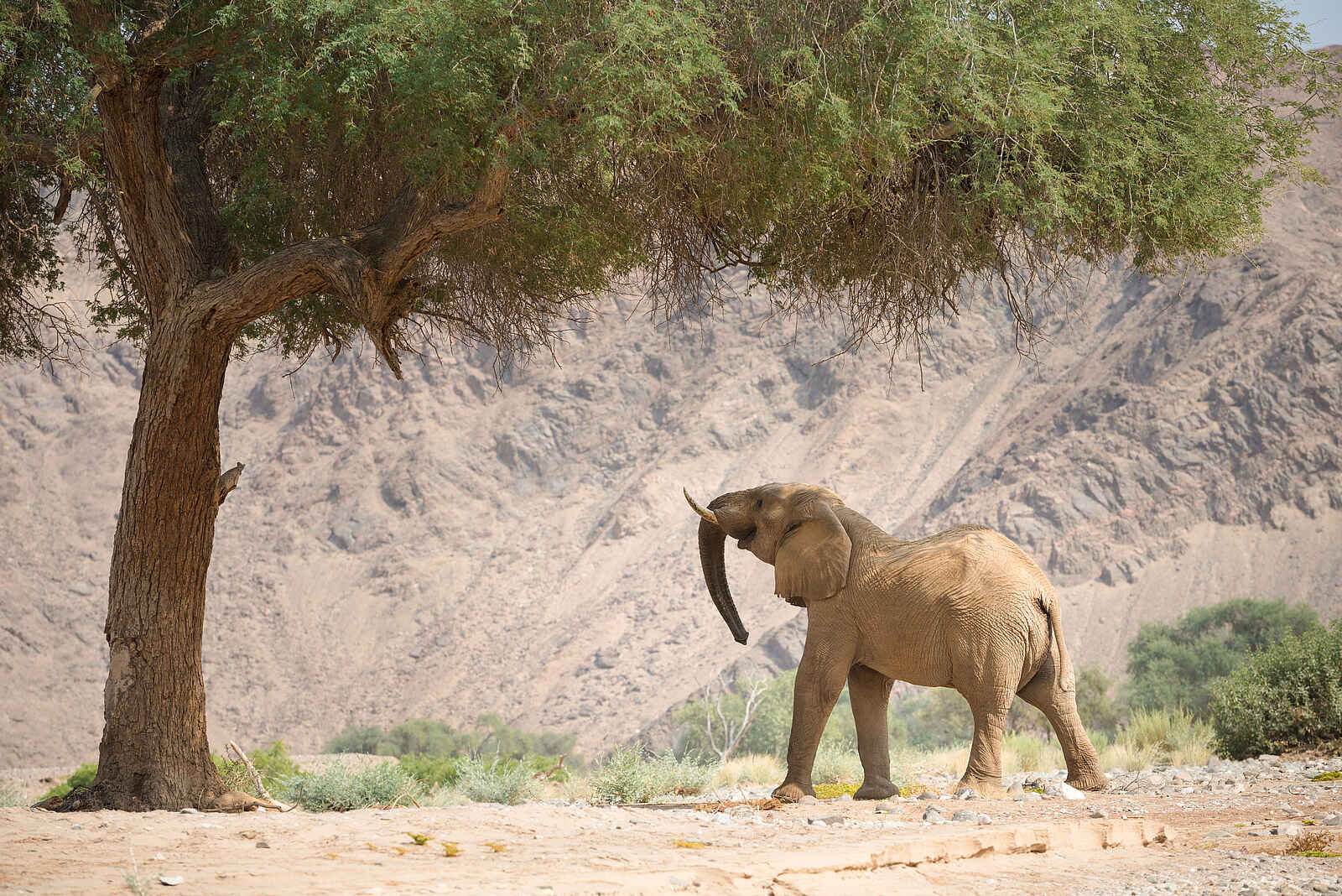 Hoanib Valley Camp: Wüstenelefant Hoanib Valley Camp: Wüstenelefant