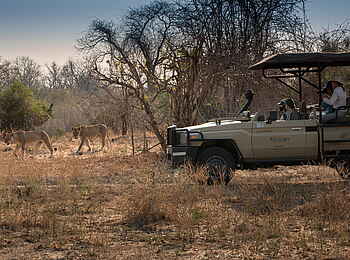 Kanga Expeditions: Löwenbegegnung