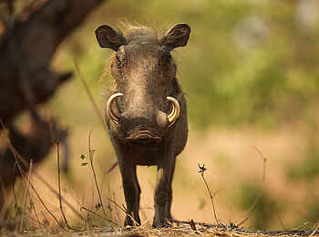 Kavinga Safari Camp: Warzenschwein Kavinga Safari Camp: Warzenschwein