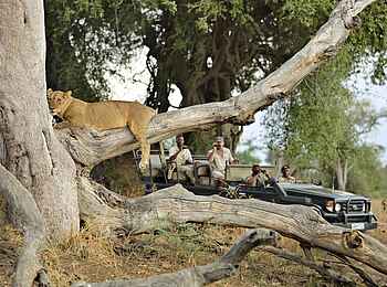 Lion Camp: Löwe auf Baum