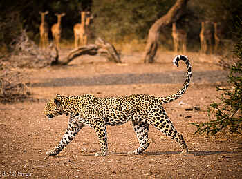 Mashatu Game Reserve: Leopard
