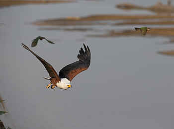 Nkonzi Bush Camp: Fischadler im Flug Nkonzi Bush Camp: Fischadler im Flug