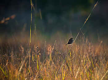 Ntemwa Busanga Bushcamp: Cisticola