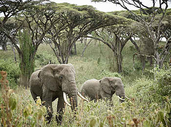 Sanctuary Ngorongoro Crater Camp: Elefanten