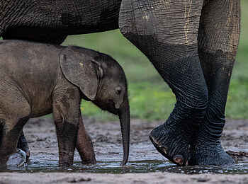 Sangha Lodge: Elefantenbaby Sangha Lodge: Elefantenbaby