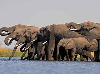 Selinda Camp: Elefanten am trinken