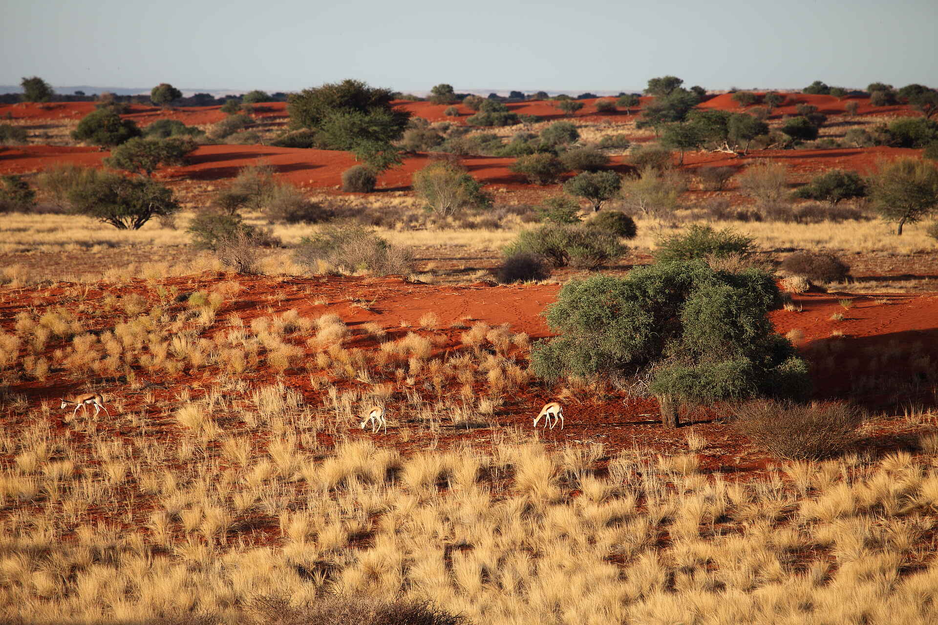 Bagatelle Kalahari Game Ranch: Antilopen im Dünental Bagatelle Kalahari Game Ranch: Antilopen im Dünental