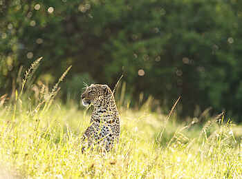Basecamp Mara Houses: Ein Leopard Basecamp Mara Houses: Ein Leopard