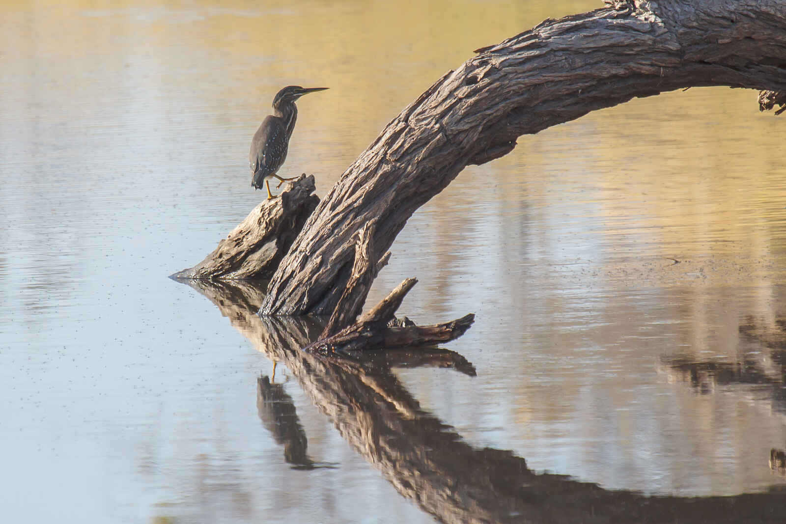 Belmond Savute Elephant Lodge: Das Wasser fließt wieder Belmond Savute Elephant Lodge: Das Wasser fließt wieder