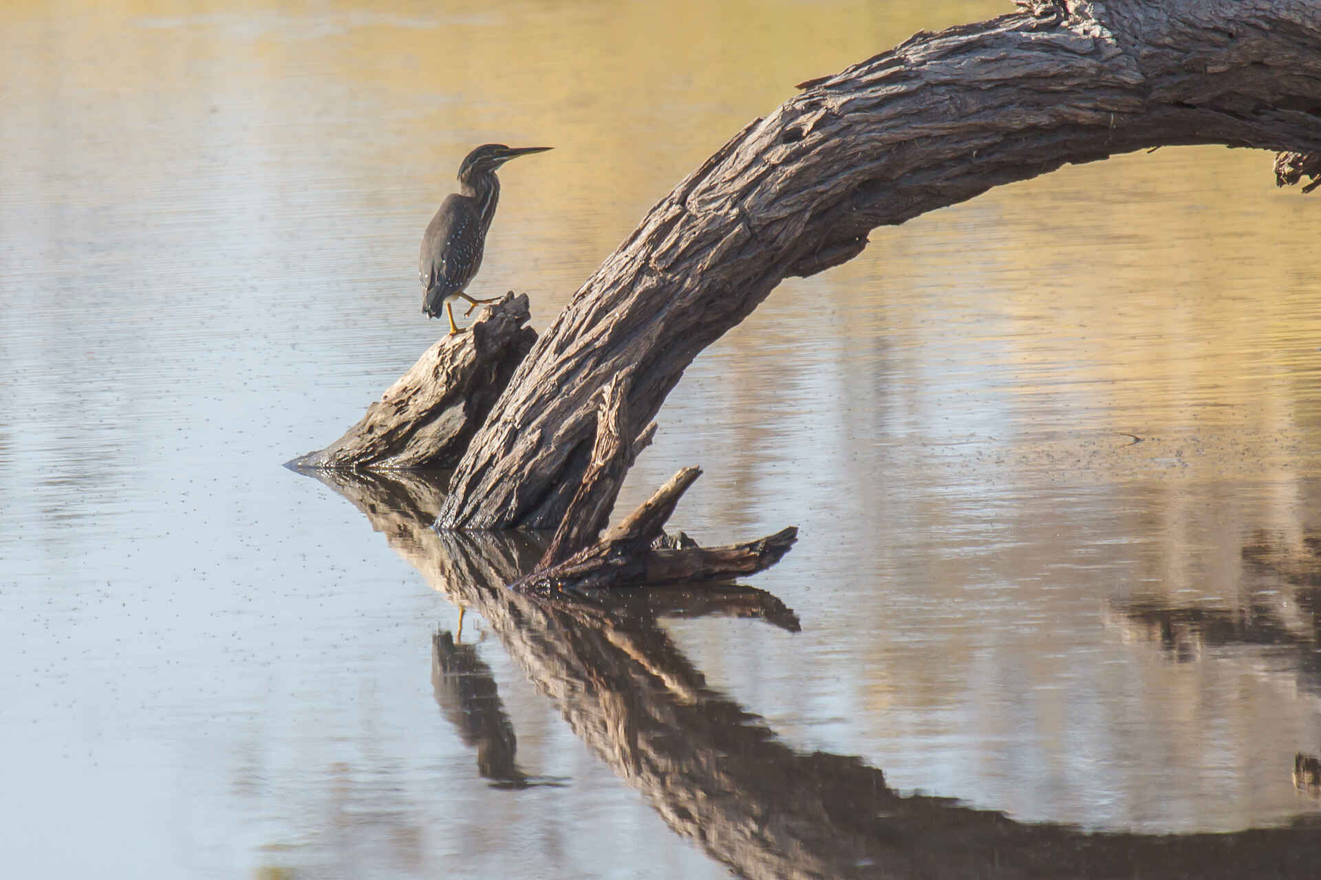 africa, afrika, belmnd savute elephant camp, belmond, belmond savute elephant lodge, belmond/orient express, bilder, botsuana, botswana, buchen, buchung, chobe, chobe national park, chobe-nationalpark, elefant, information, leopard, lÃ¶we, nationalpark, orient express safaris, orient-express safaris, reise, reisen, reiseveranstalter, safari, san, san-volk, savute, savute channel, savute elephant camp, savute elephant lodge, savuti, savuti channel, southern africa, sÃ¼dliches Afrika, urlaub, birding, fauna, tiere, vogel, vÃ¶gel, wasser, löwe, südliches Afrika, vögel