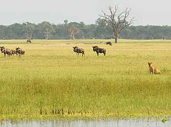 Camelthorn Lodge: Löwin und Gnus Camelthorn Lodge: Löwin und Gnus