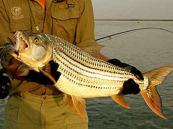 Chiawa Camp: Tigerfish