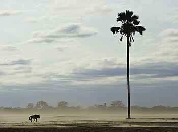 Davison's Camp: Einsame Palme und einsames Gnu Davison's Camp: Einsame Palme und einsames Gnu