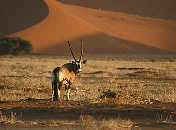 Desert Camp: Oryx-Antilope Desert Camp: Oryx-Antilope