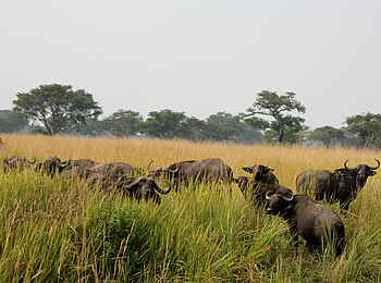 Enjojo Lodge: Büffelherde