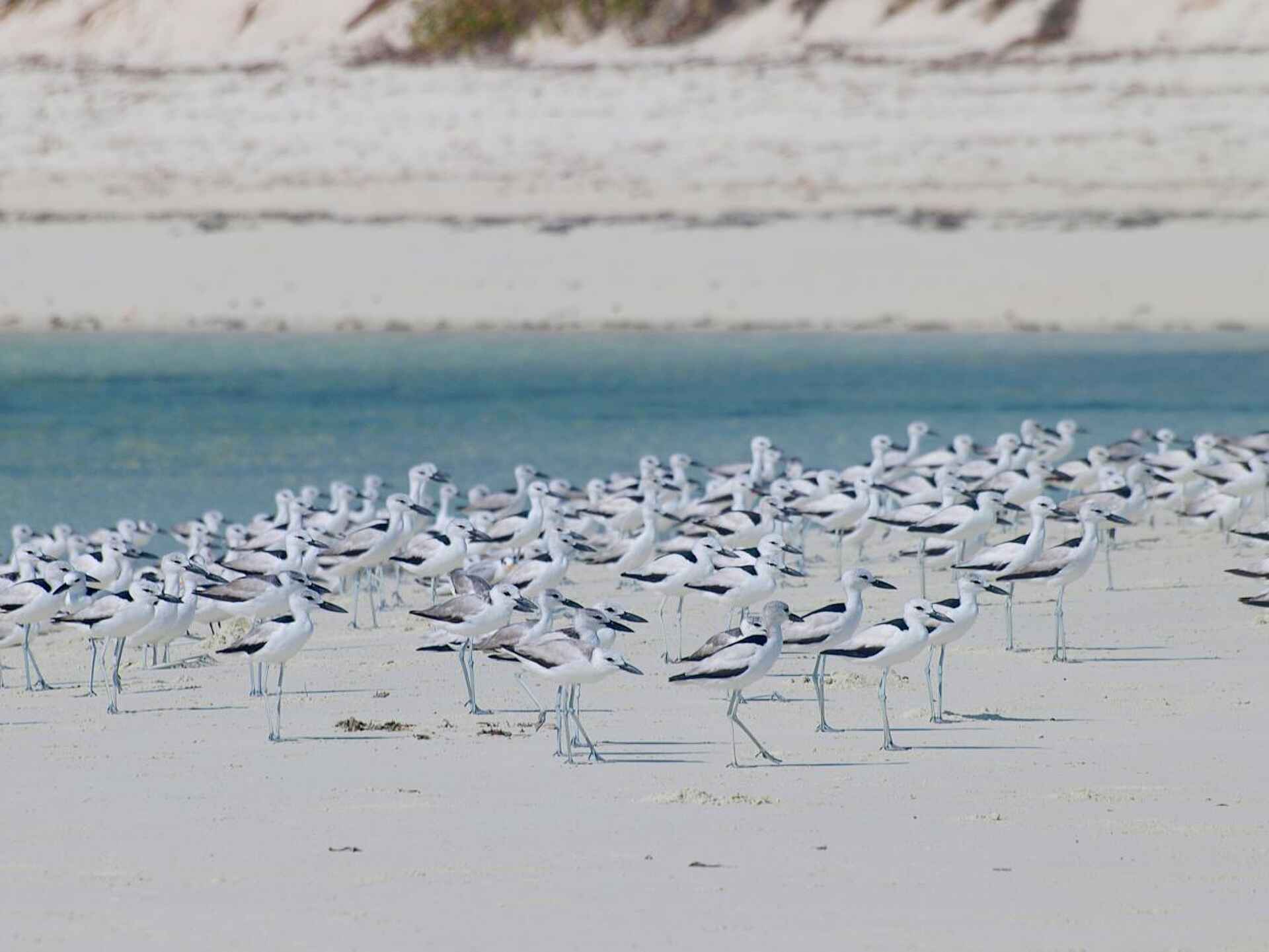 Laba Fanjove Island: Vögel am Strand