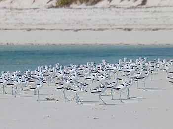 Laba Fanjove Island: Vögel am Strand Laba Fanjove Island: Vögel am Strand