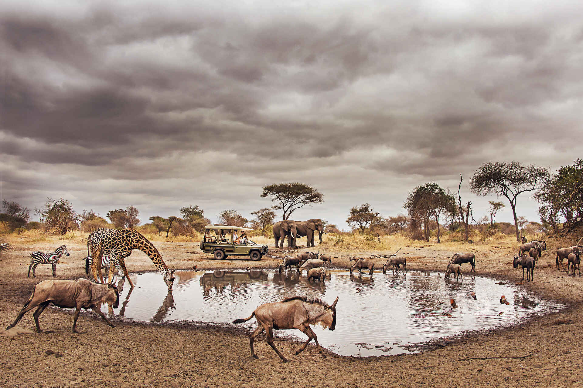 Forest Chem Chem: Tiere am Wasserloch