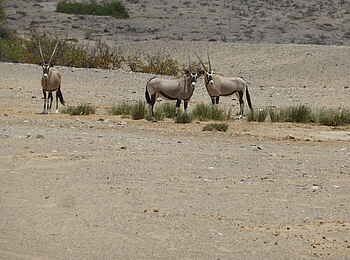 Fort Sesfontein: Drei Antilopen in der Trockenebene