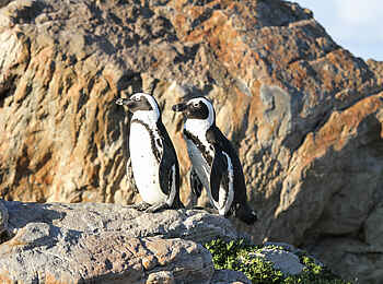 Grootbos Forest Lodge: Pinguin-Pärchen Grootbos Forest Lodge: Pinguin-Pärchen