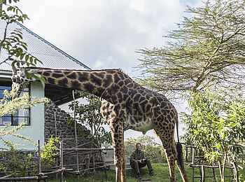 Hatari Lodge: Giraffe am Haus