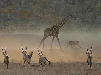 Hobatere Lodge: Wildleben Hobatere Lodge: Wildleben