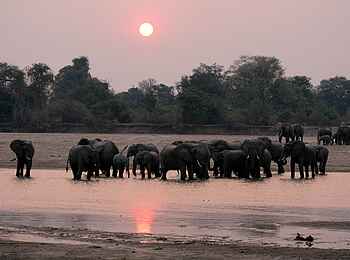 Kafunta River Lodge: Elefanten im Luangwa