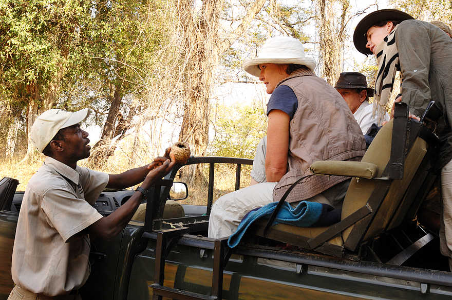 Kaingo Game Drive: Mistkäferkugel Kaingo Game Drive: Mistkäferkugel