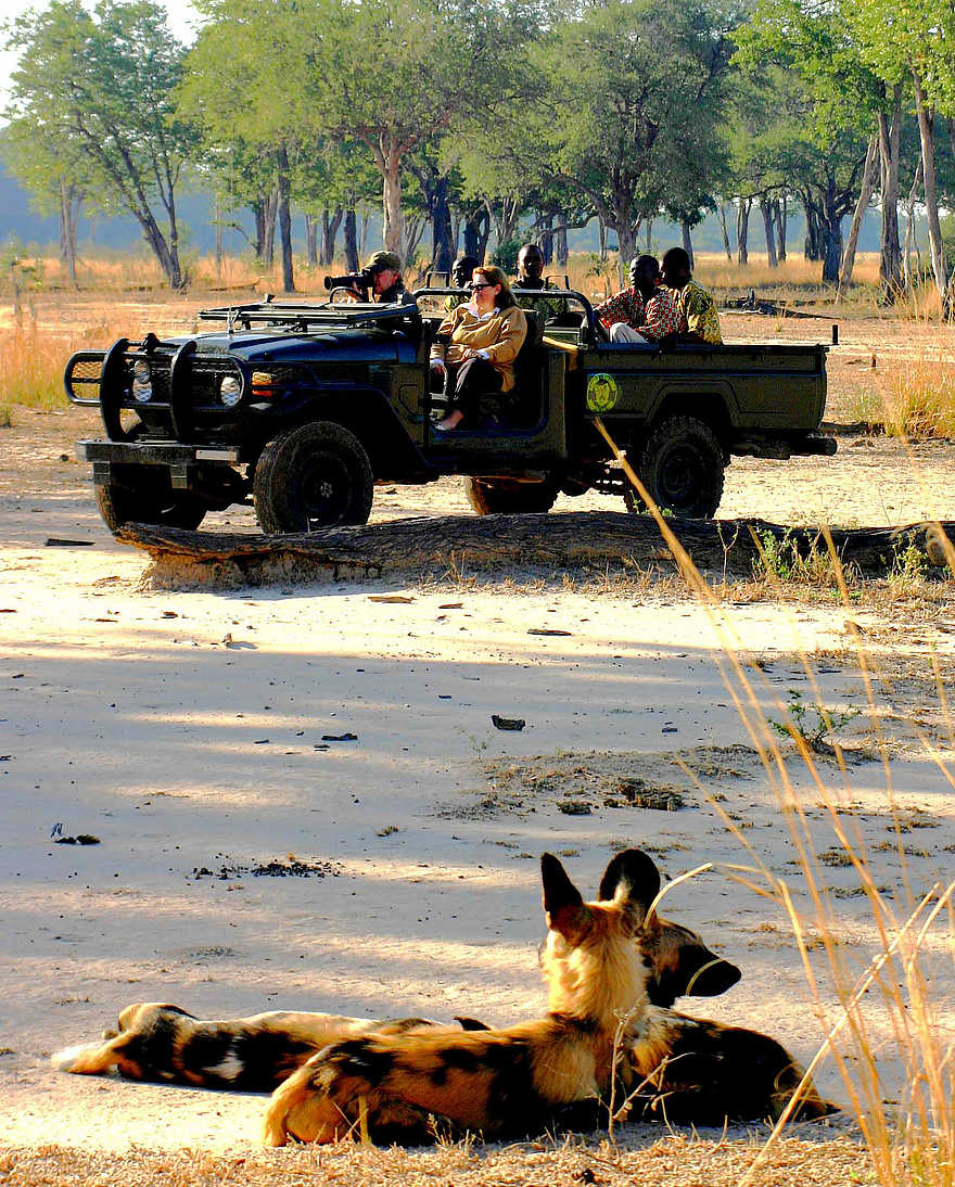 Kaingo Game Drive: Wildhunde Kaingo Game Drive: Wildhunde