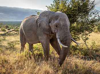 Leopard Hills: Elefant