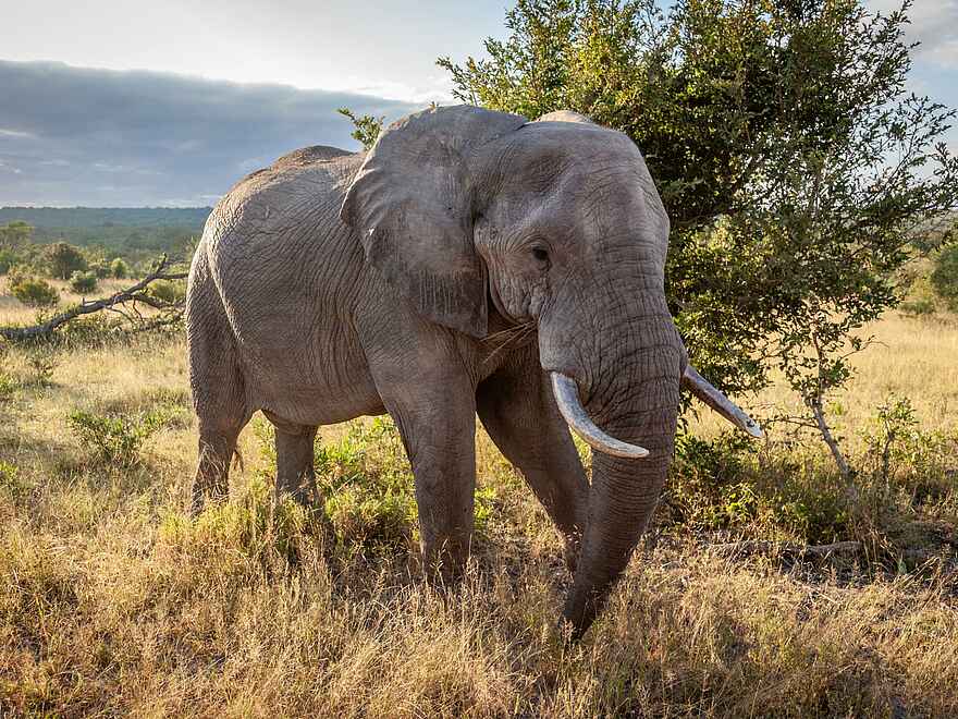 Leopard Hills: Elefant Leopard Hills: Elefant