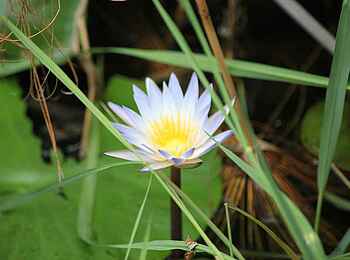 Lianshulu Lodge: Seerose Lianshulu Lodge: Seerose