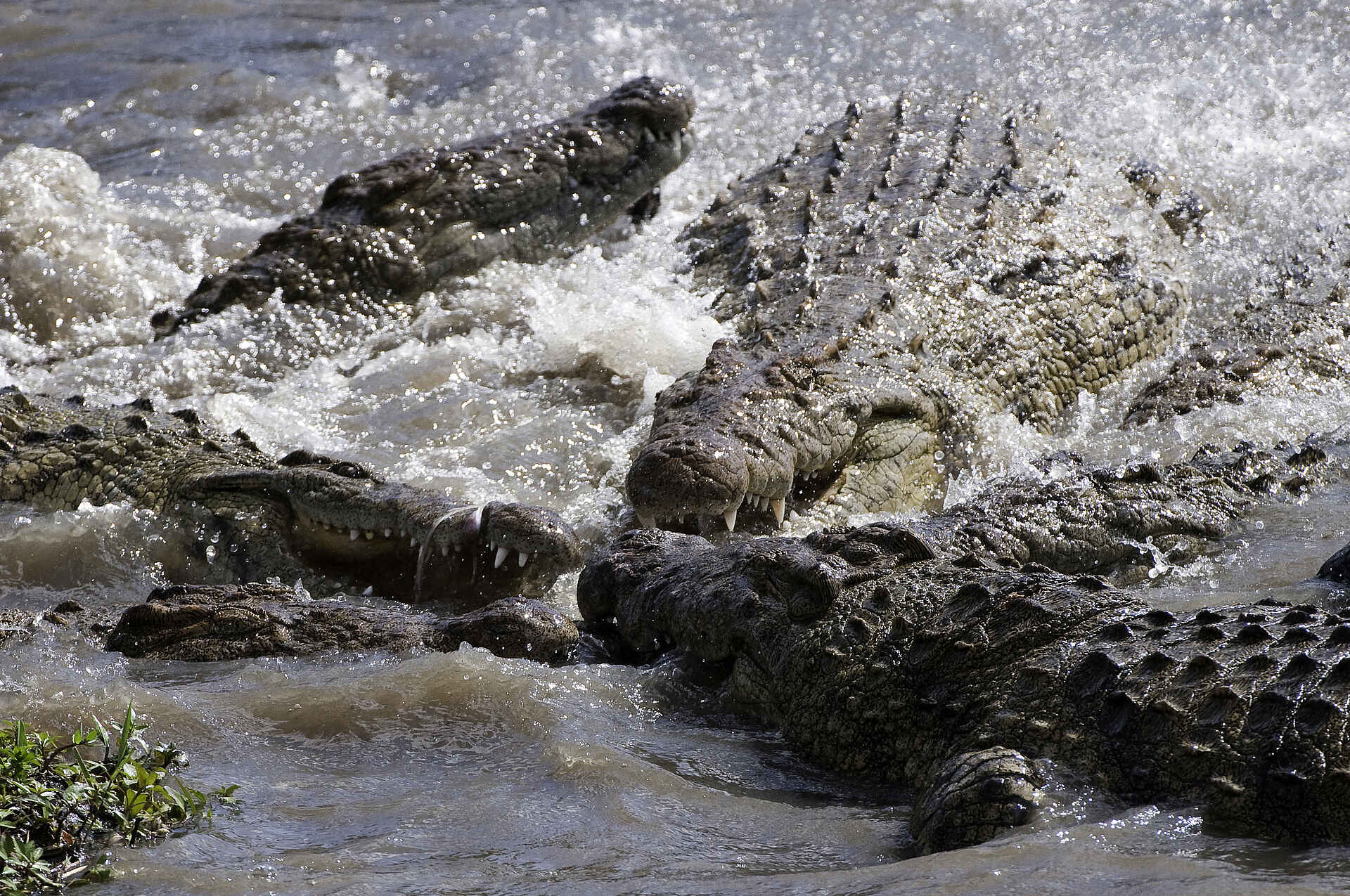 Mara Plains Camp: Krokodile im Mara River Mara Plains Camp: Krokodile im Mara River