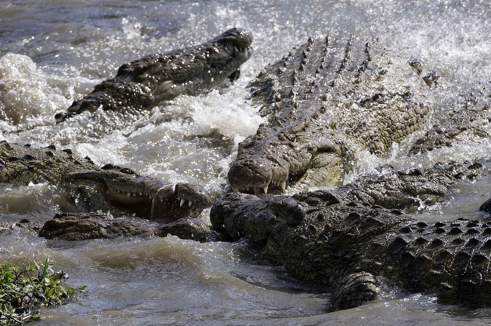 Mara Plains Camp: Krokodile im Mara River Mara Plains Camp: Krokodile im Mara River