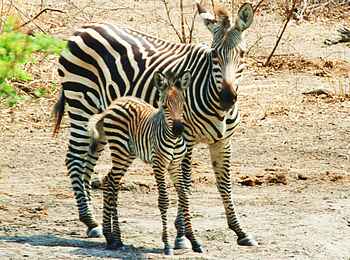 Miyala Camp: Zebramutter mit Kind Miyala Camp: Zebramutter mit Kind