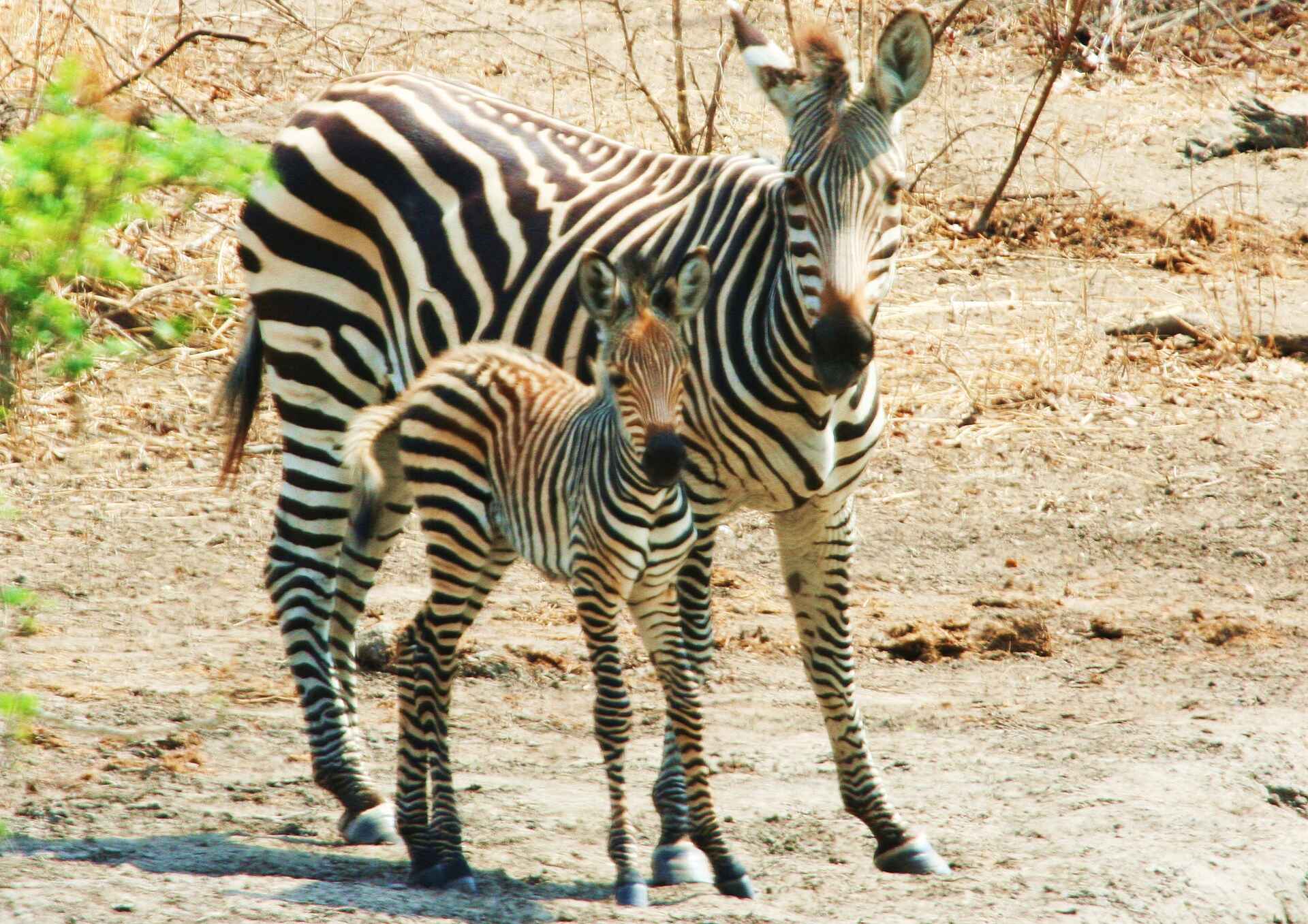 Miyala Camp: Zebramutter mit Kind